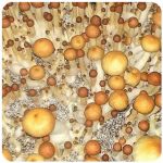 Псилоцибиновые (галлюциногенные)  грибы Psilocybin "Golden Teacher" в Бокситогорске