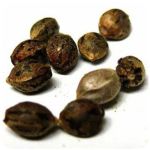 Семена марихуаны АК-47  (Seeds AK-47) в Бокситогорске